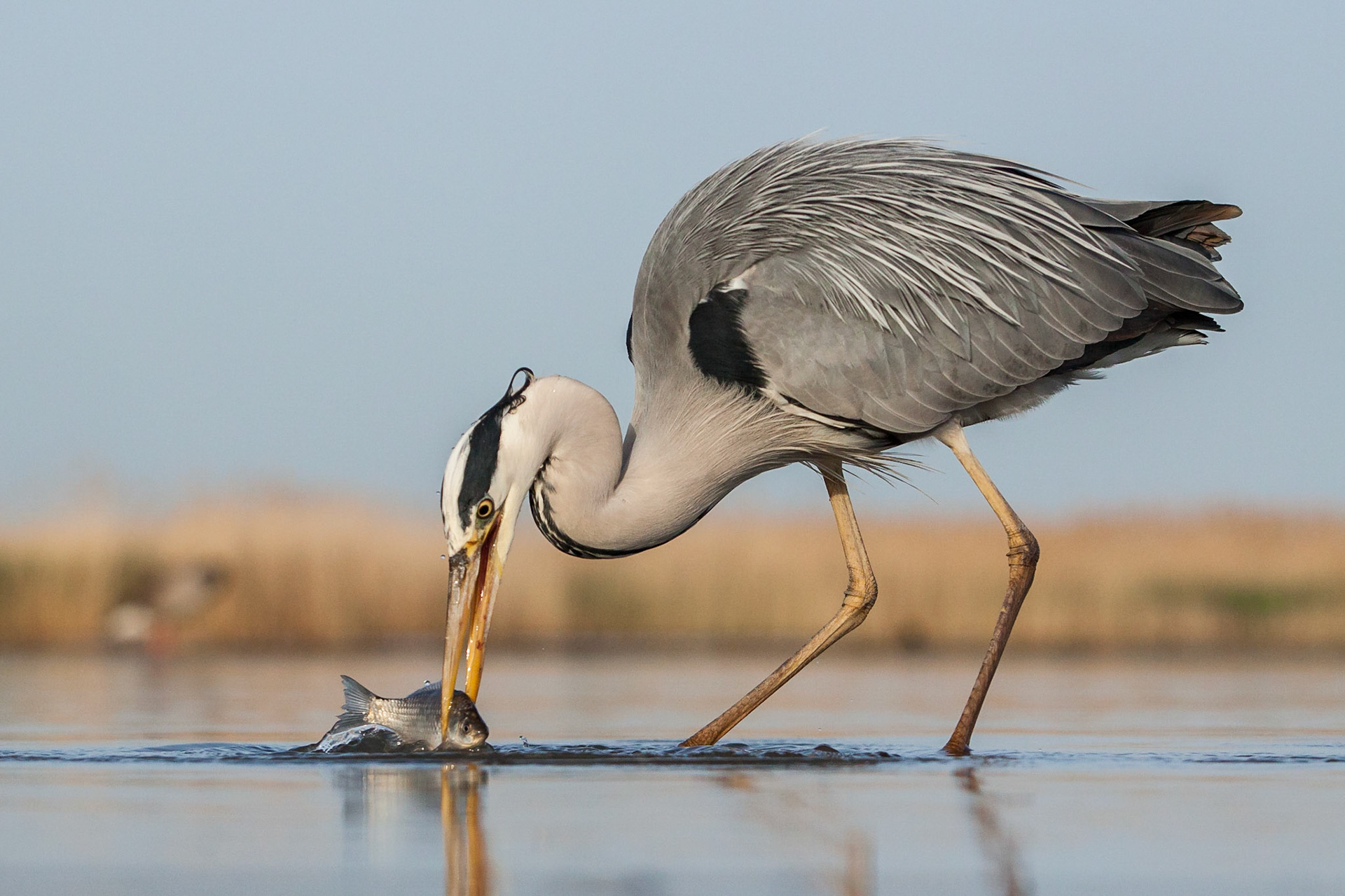 Gråhäger / Grey Heron, Hungary 2013