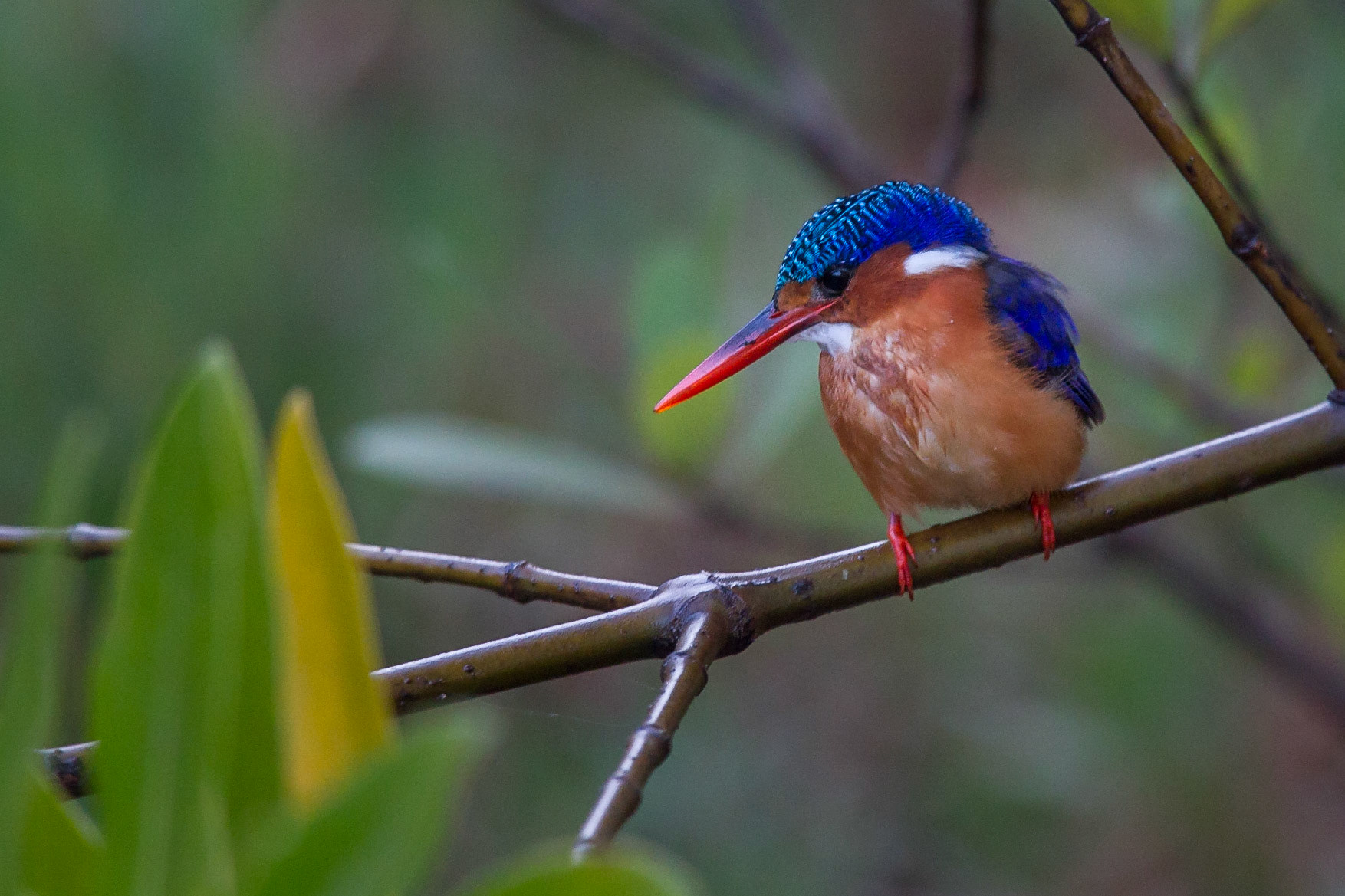 Malakitkungsfiskare / Malachite Kingfisher, Gambia 2013