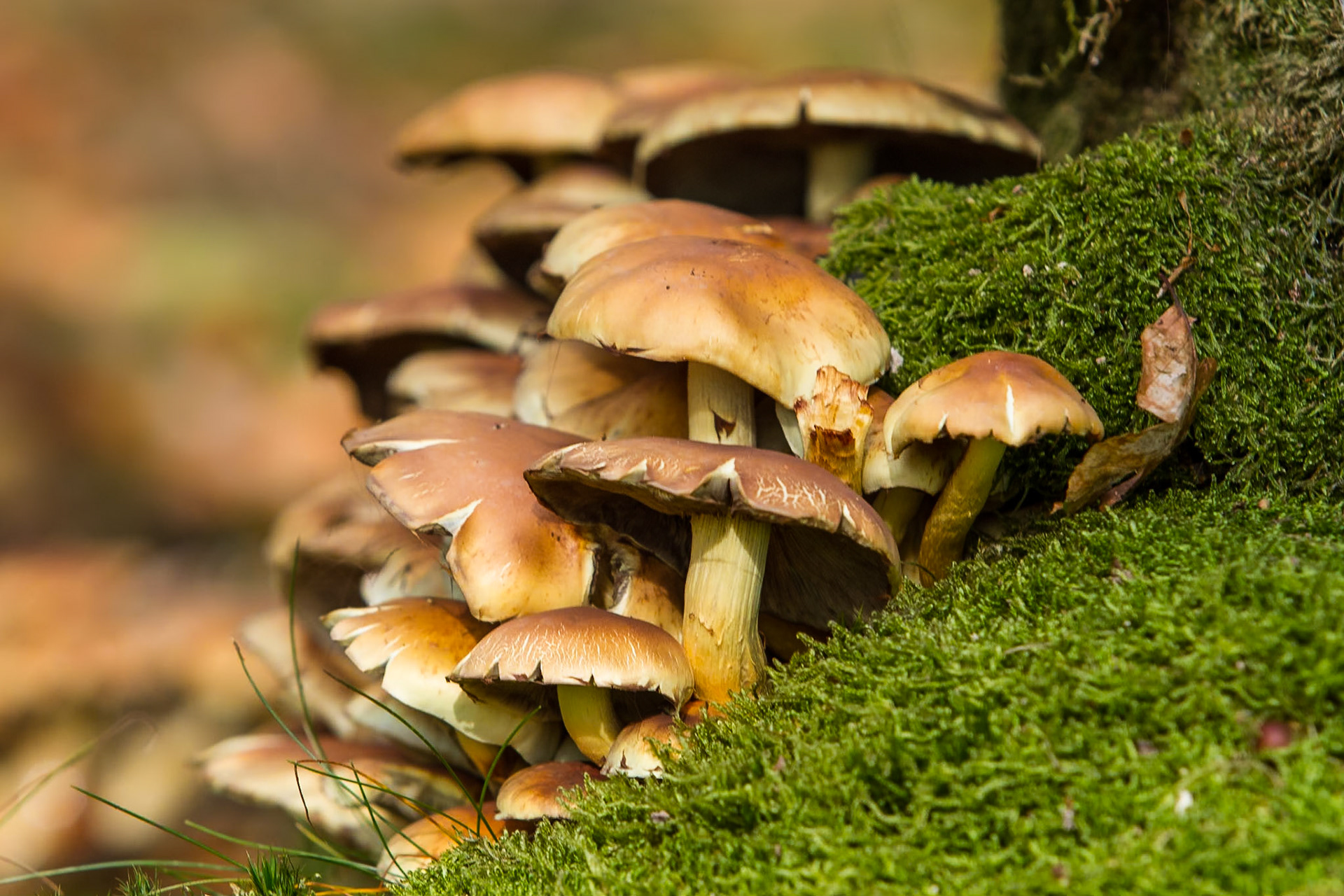 Svamp / Mushroom, Nackarpsdalen 2010