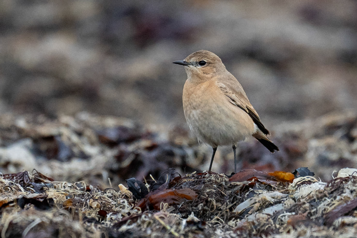 Isabellastenskvätta / Isabelline Wheatear, Olofsbo 2023