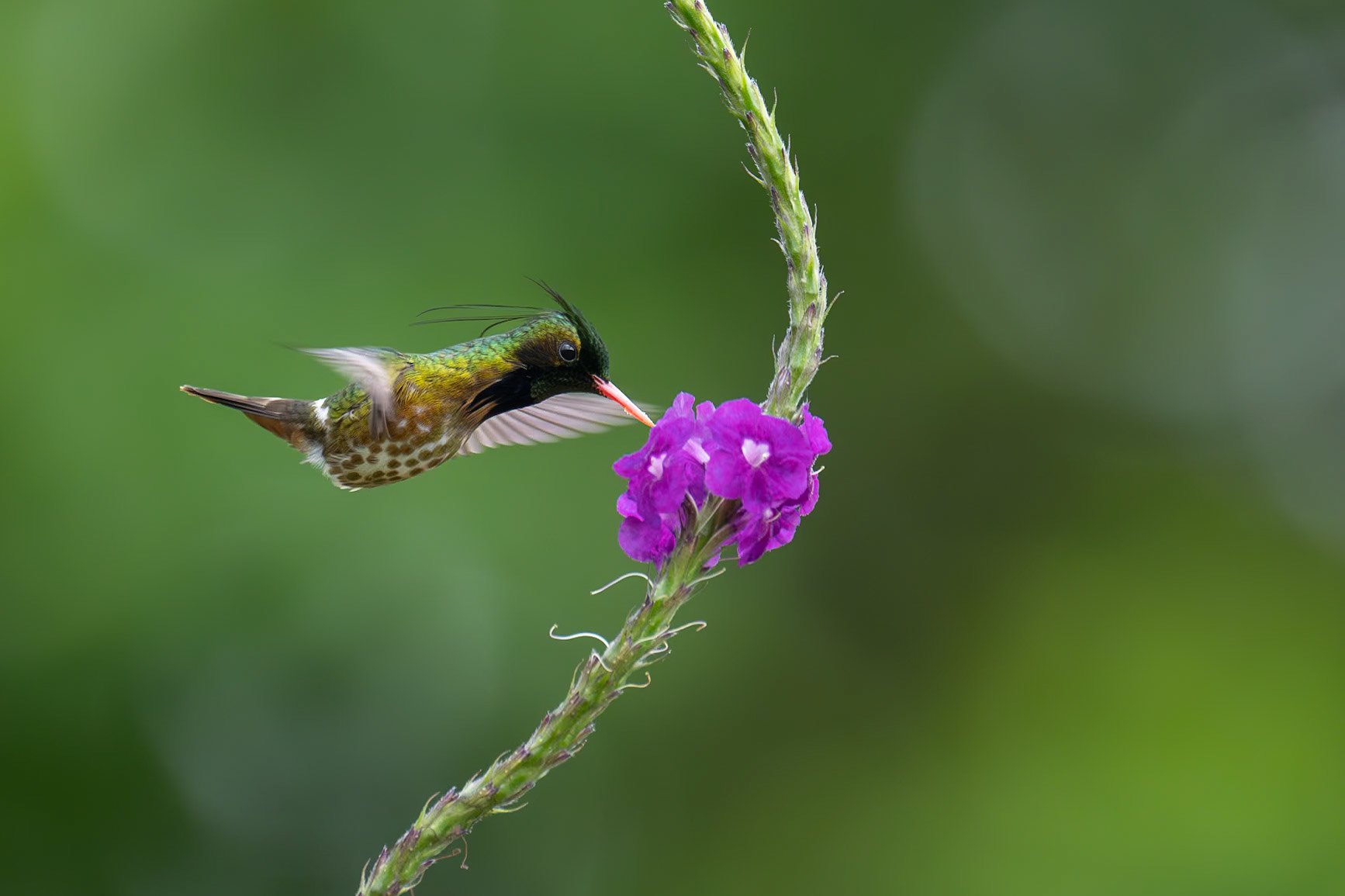 Black-crested Coquette / Svarttofskokett, Bijagua, Costa Rica 2024