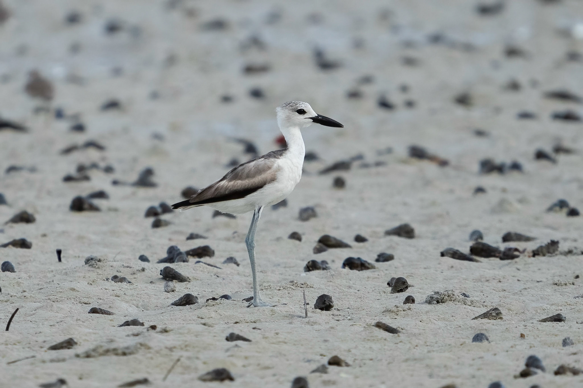 Hägerpipare / Crab-plover, Mida Creek Kenya 2022