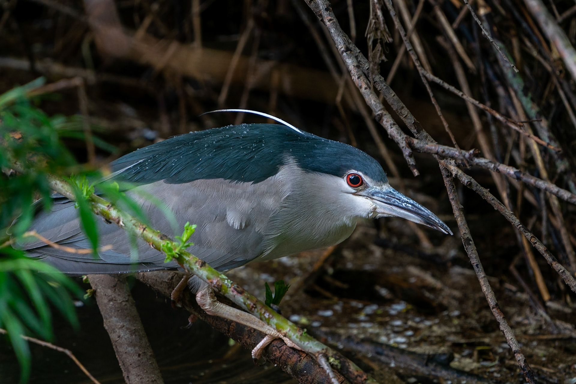 Natthäger / Black-crowned Night Heron, Tobisvik 2022
