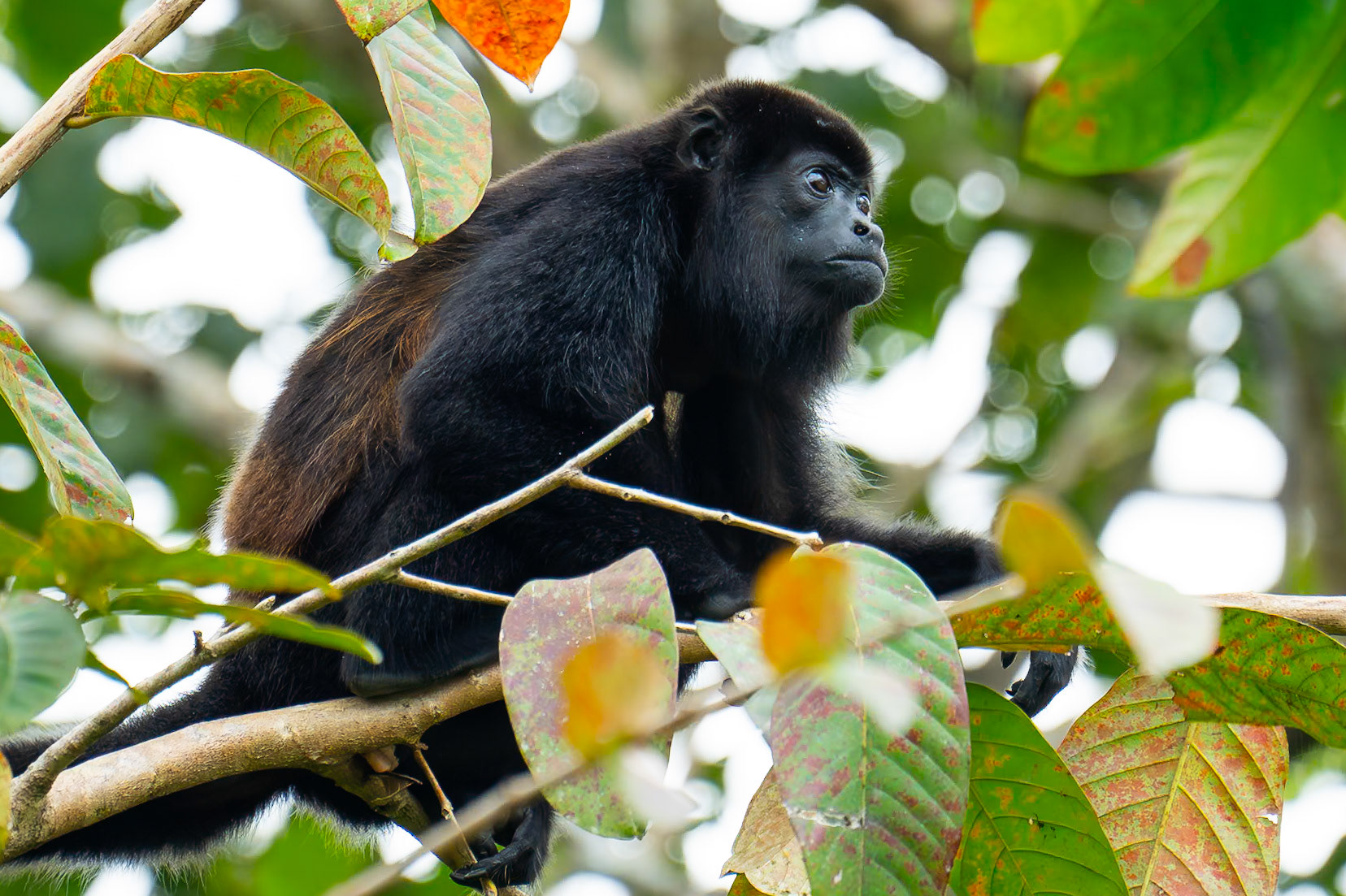 Mantled Howler / Mantled Howler, Cano Negro wetland, Costa Rica 2024