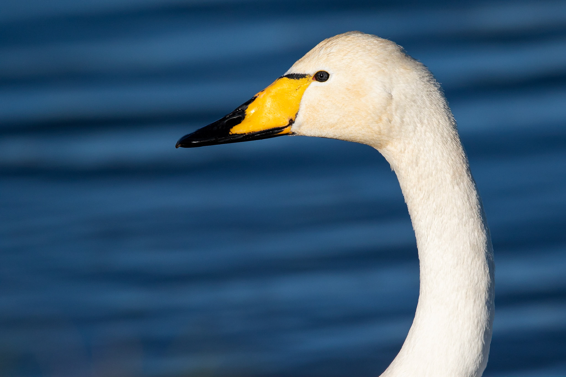 Sångsvan / Whooper Swan, Örtofta sockerbruksdammar 2019