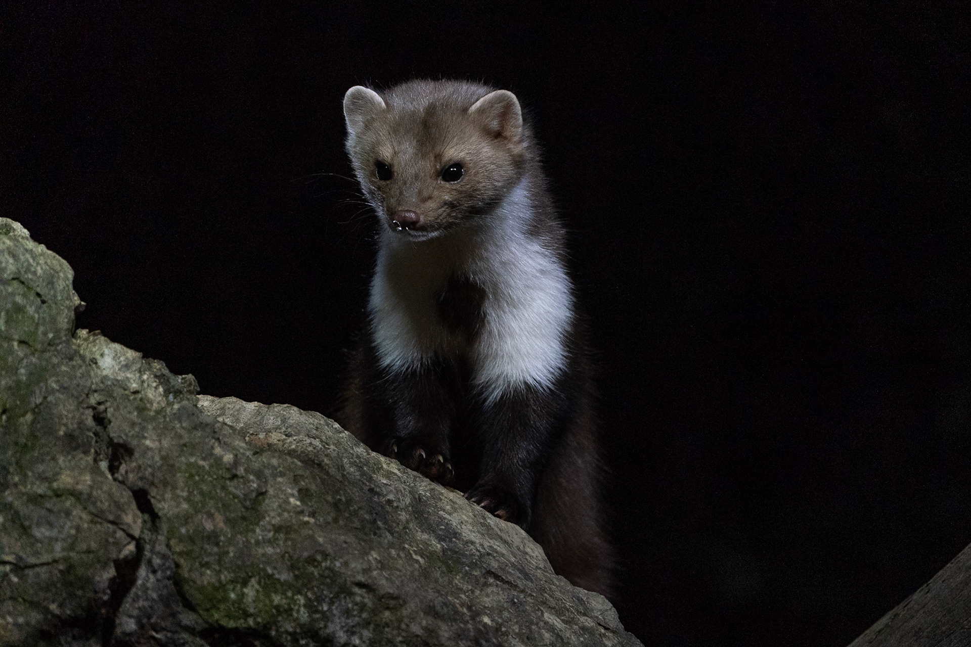 Stenmård / Stone Marten, Casinos,  Spanien 2022