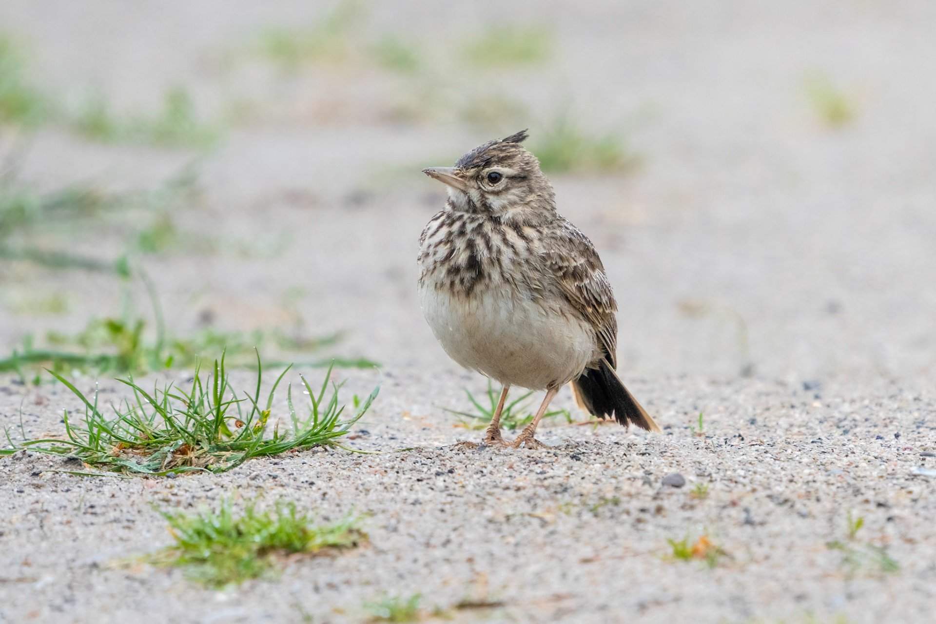 Tofslärka / Crested Lark, Falsterbo 2022