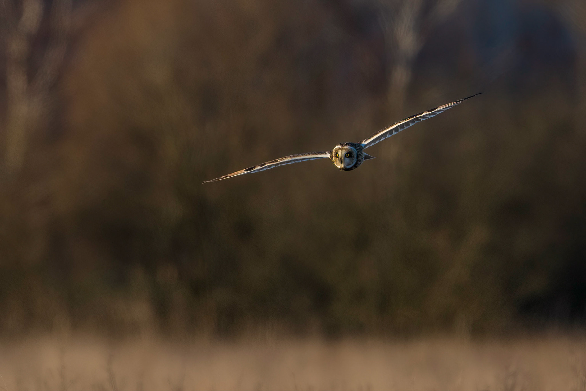 Jorduggla / Short-eared Owl, Sandby mosse 2015