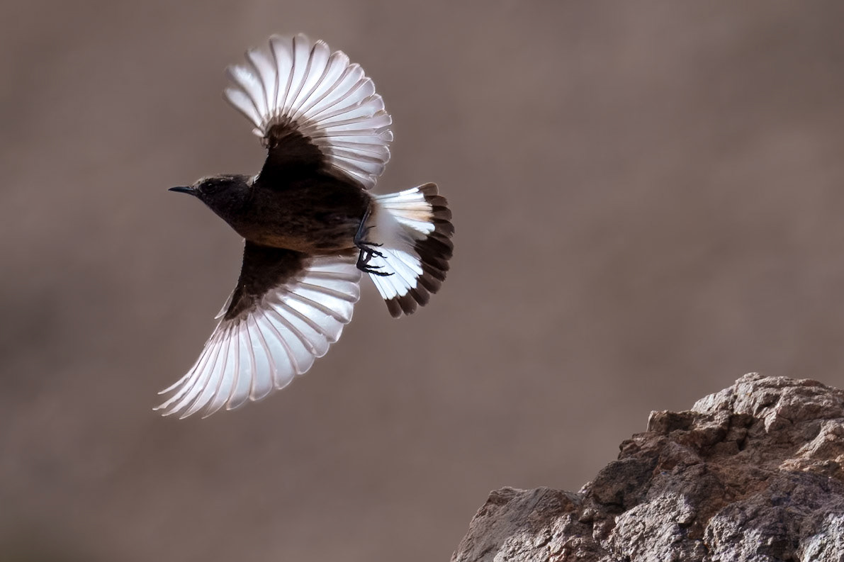 Black Wheatear / Svart stenskvätta, Oukaïmeden Morocco 2024