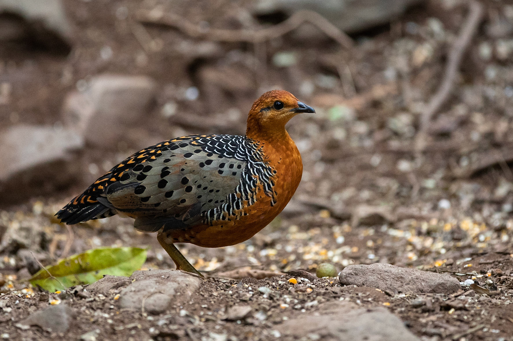 Rosthöna / Ferruginous Partridge, Kaeng Krachan, Thailand 2018