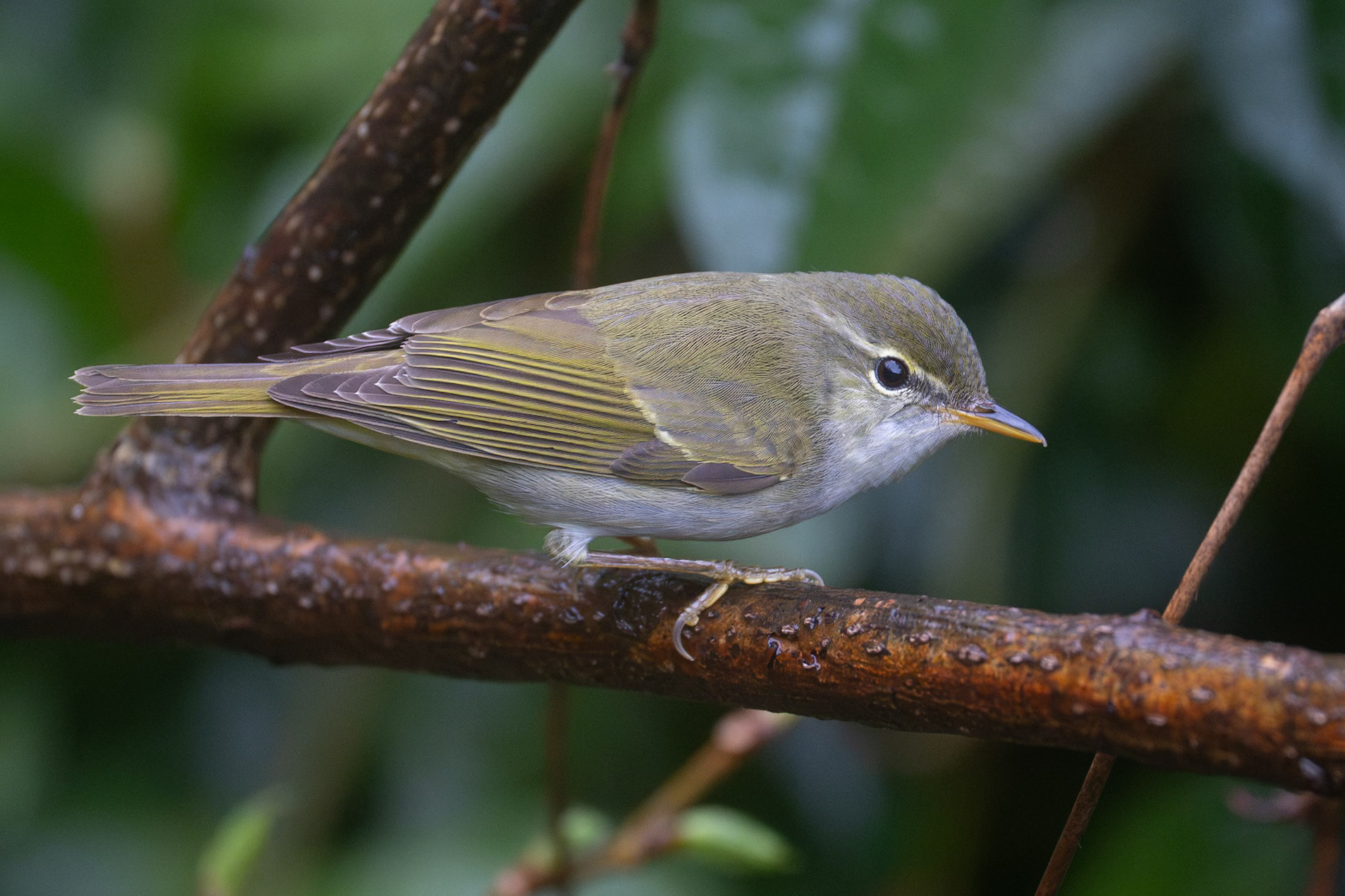 Izusångare / Ijima's Leaf Warbler, Miyake-jima, Japan 2025