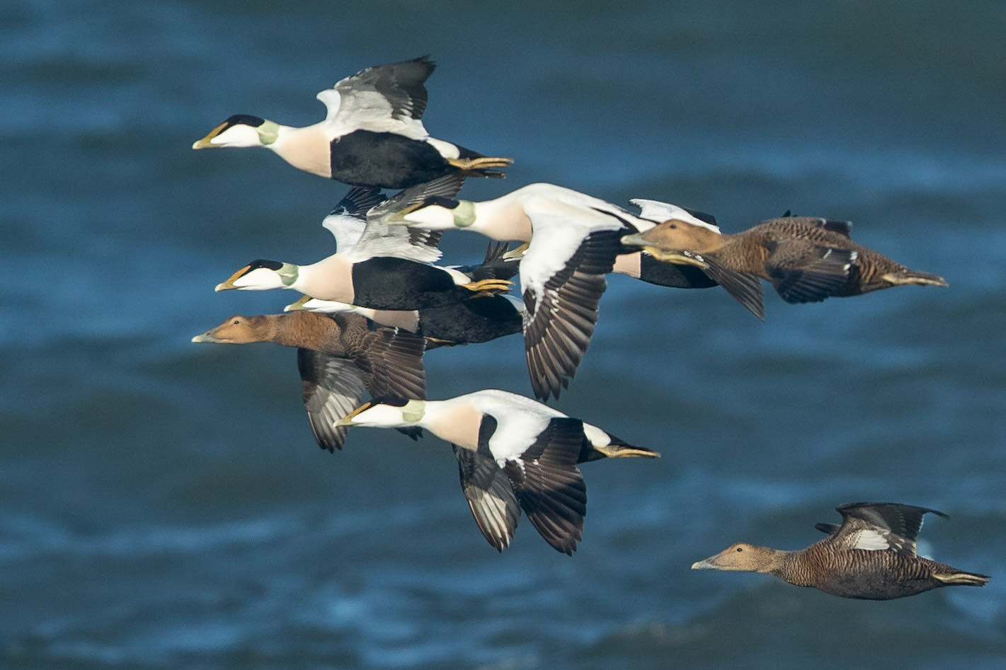 Ejder / Common Eider, Hovs hallar 2015