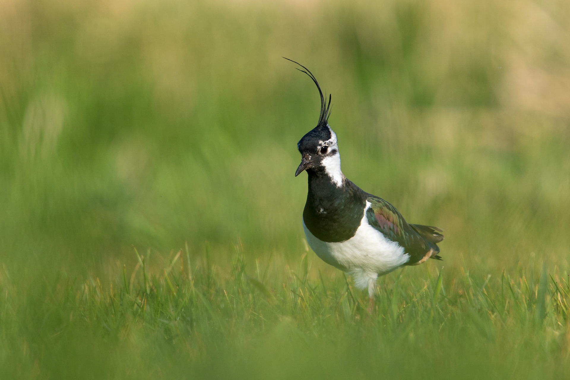 Tofsvipa / Northern Lapwing, Nöbbelövs mosse 2016
