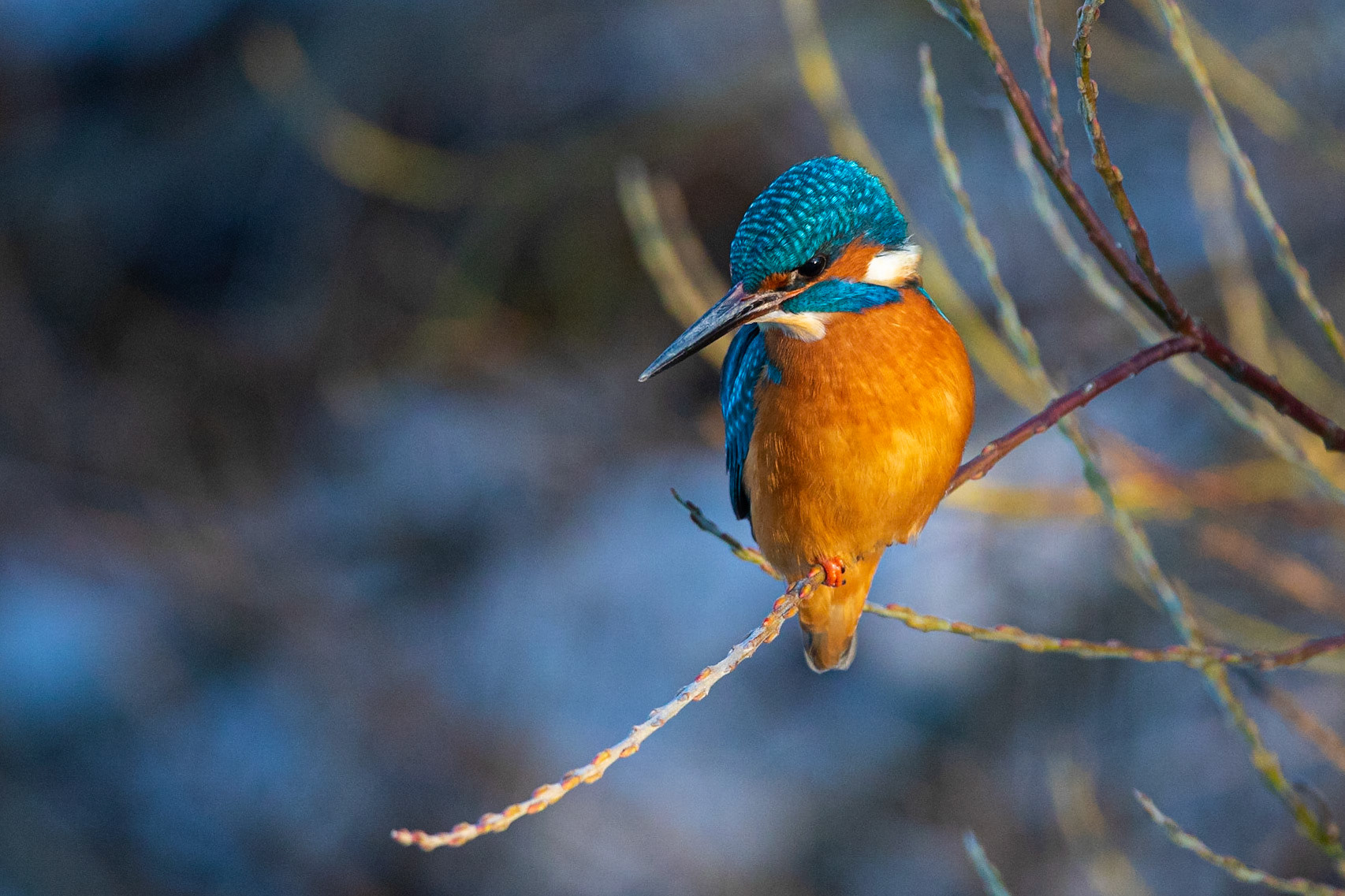 Kungsfiskare / Common Kingfisher, Fredentorp 2021