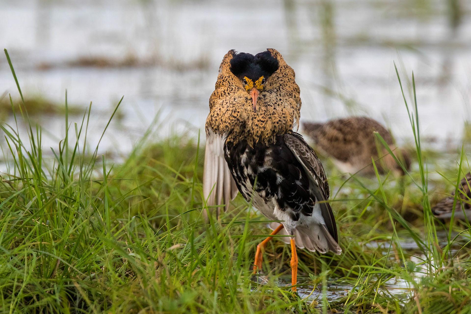 Brushane / Ruff, Vombs ängar 2017