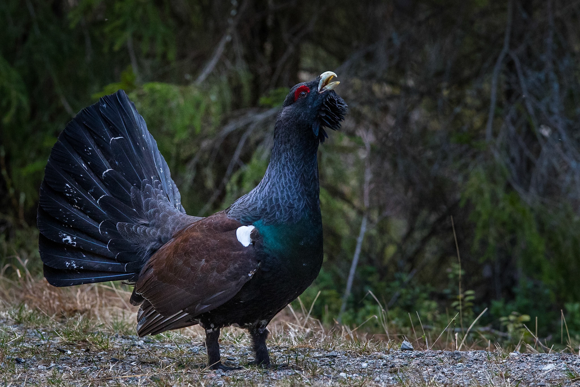 Tjäder / Western Capercaillie, Västmanland 2015