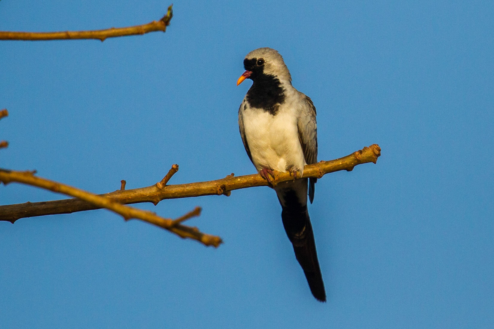 Långstjärtsduva / Namaqua Dove, Gambia 2013