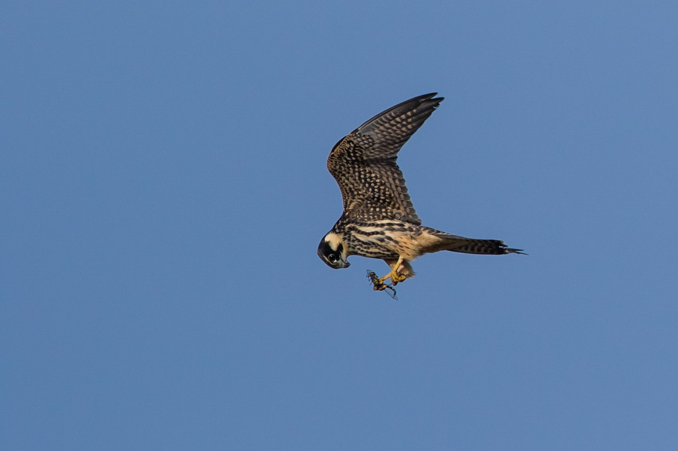 Lärkfalk / Eurasian Hobby, Falsterbo 2017