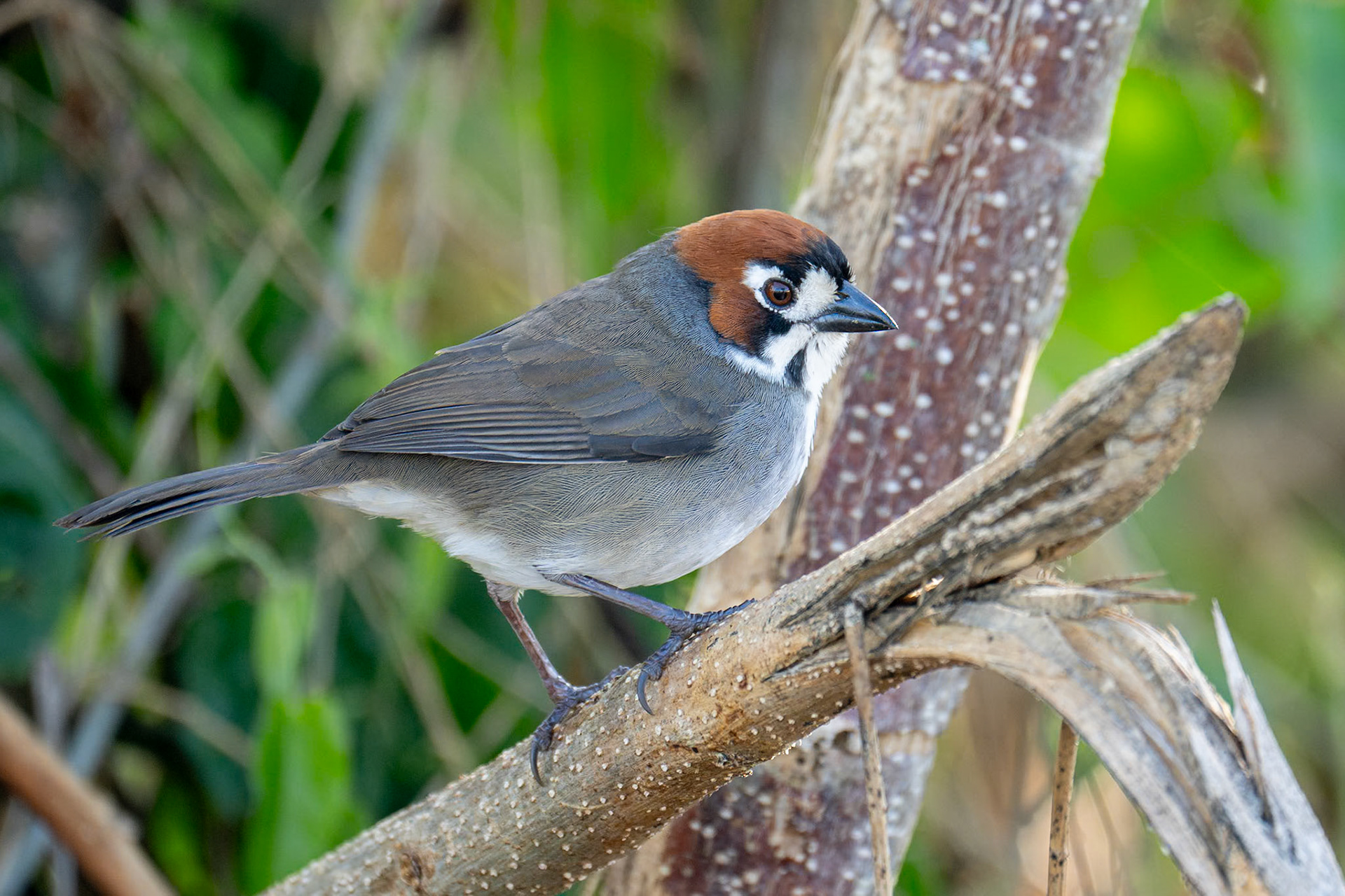 Cabanis's Ground Sparrow / Costaricasnårsparv, Ujarras, Costa Rica 2024