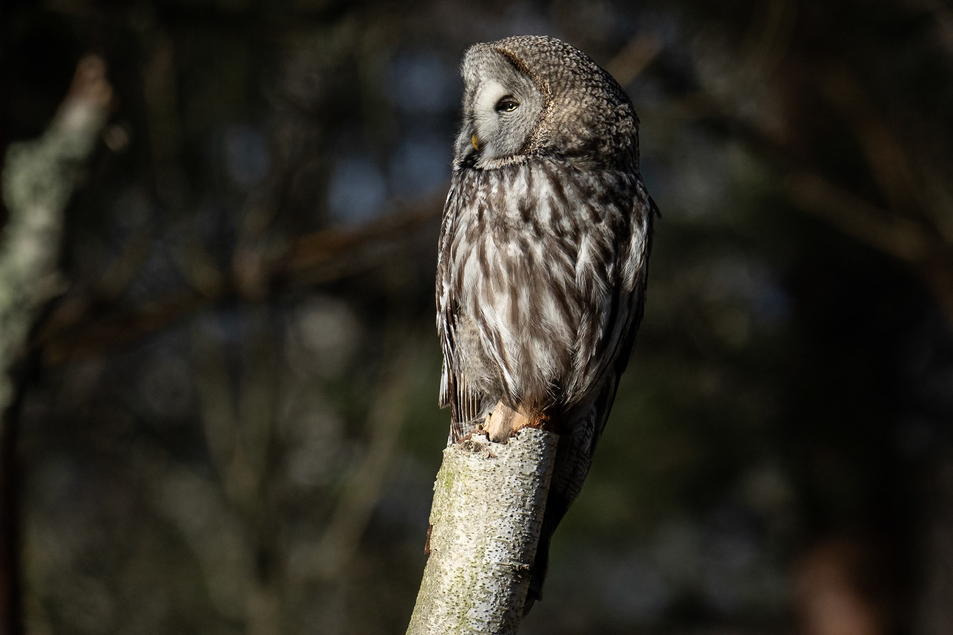 Lappuggla / Great Grey Owl, Sandhammaren 2024