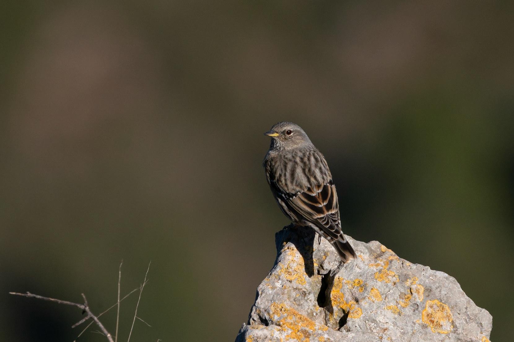 Alpjärnsparv / Alpine Accentor, Pico del Remedio, SPanien 2022