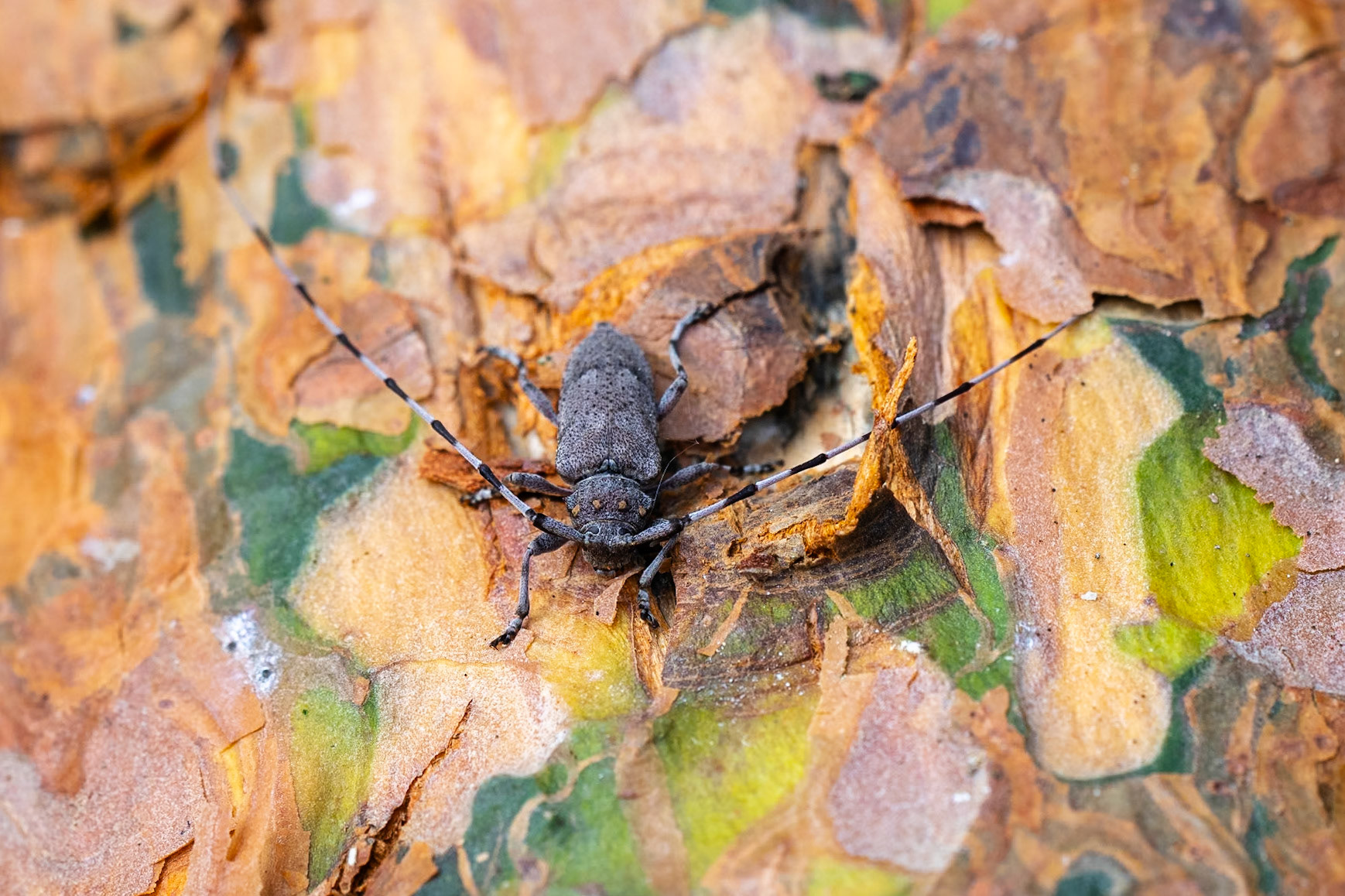 Större timmerman / Timberman, Vombs Fure 2024