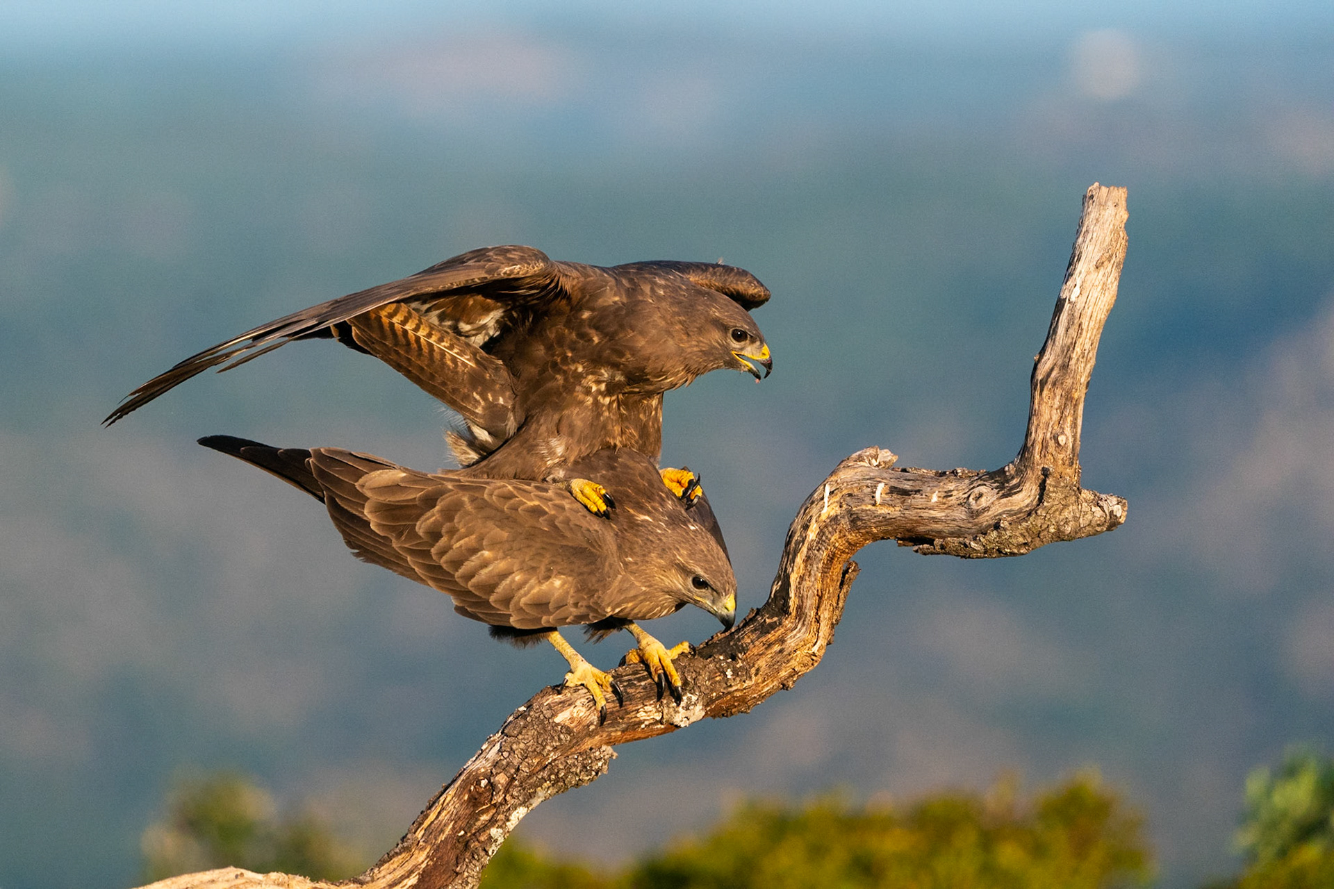 Ormvråk / Common Buzzard, Sierra du Andujar, Spanien 2022