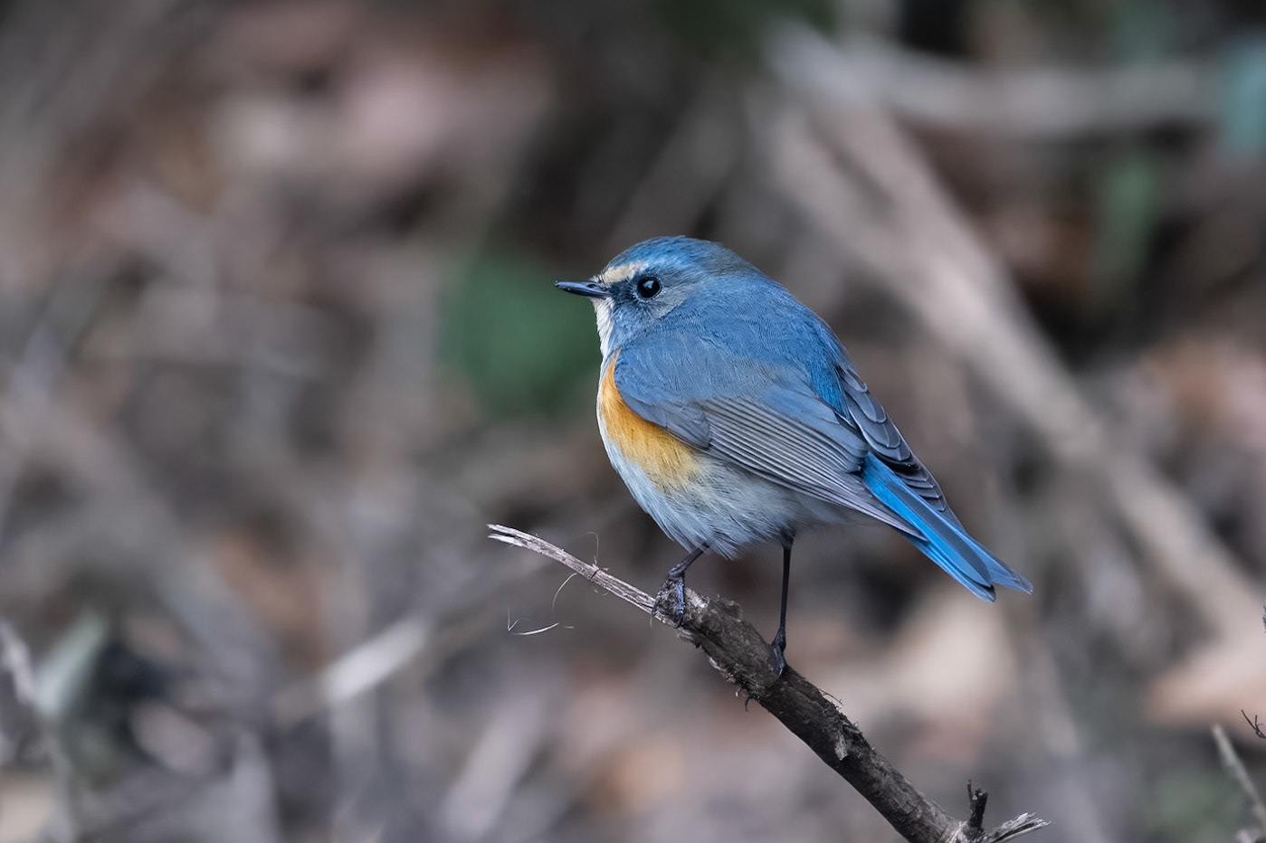 Tajgablåstjärt / Red-flanked Bluetail, Malmö 2023