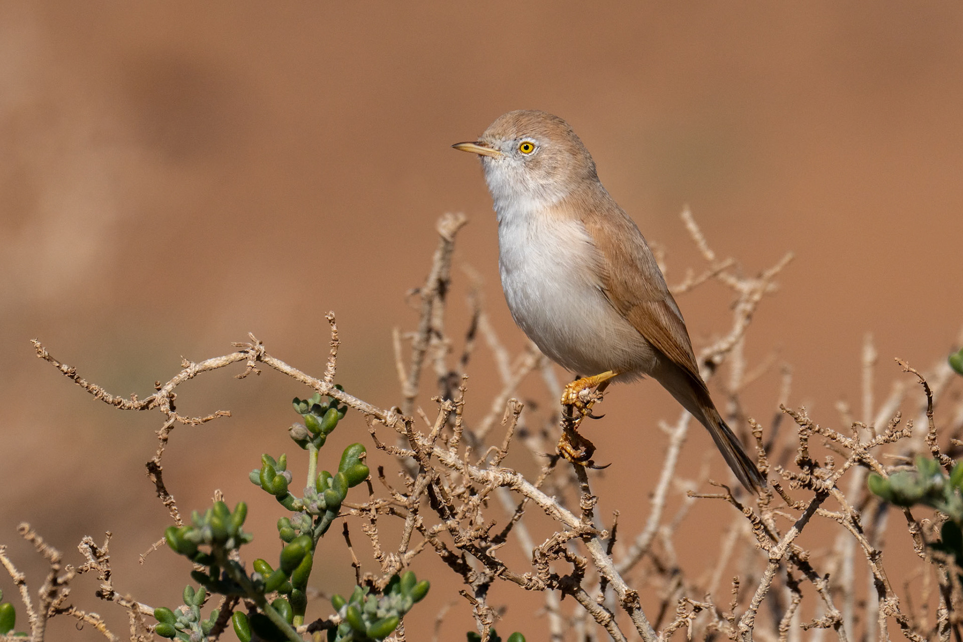 African Desert Warbler / Saharasångare, Merzouga Morocco 2024