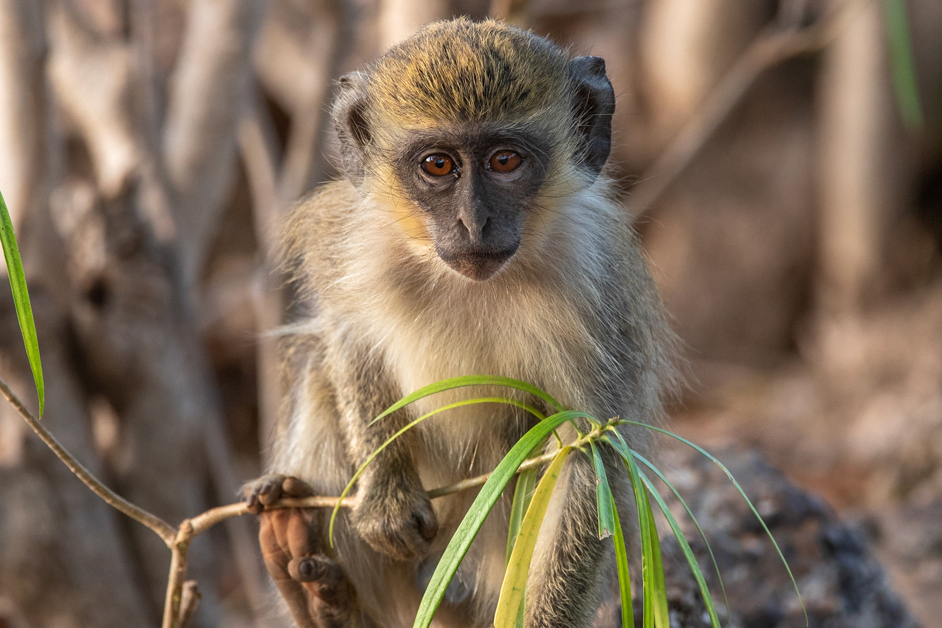 Västlig grön markatta / Green Monkey, Niokolokoba Senegal 2019