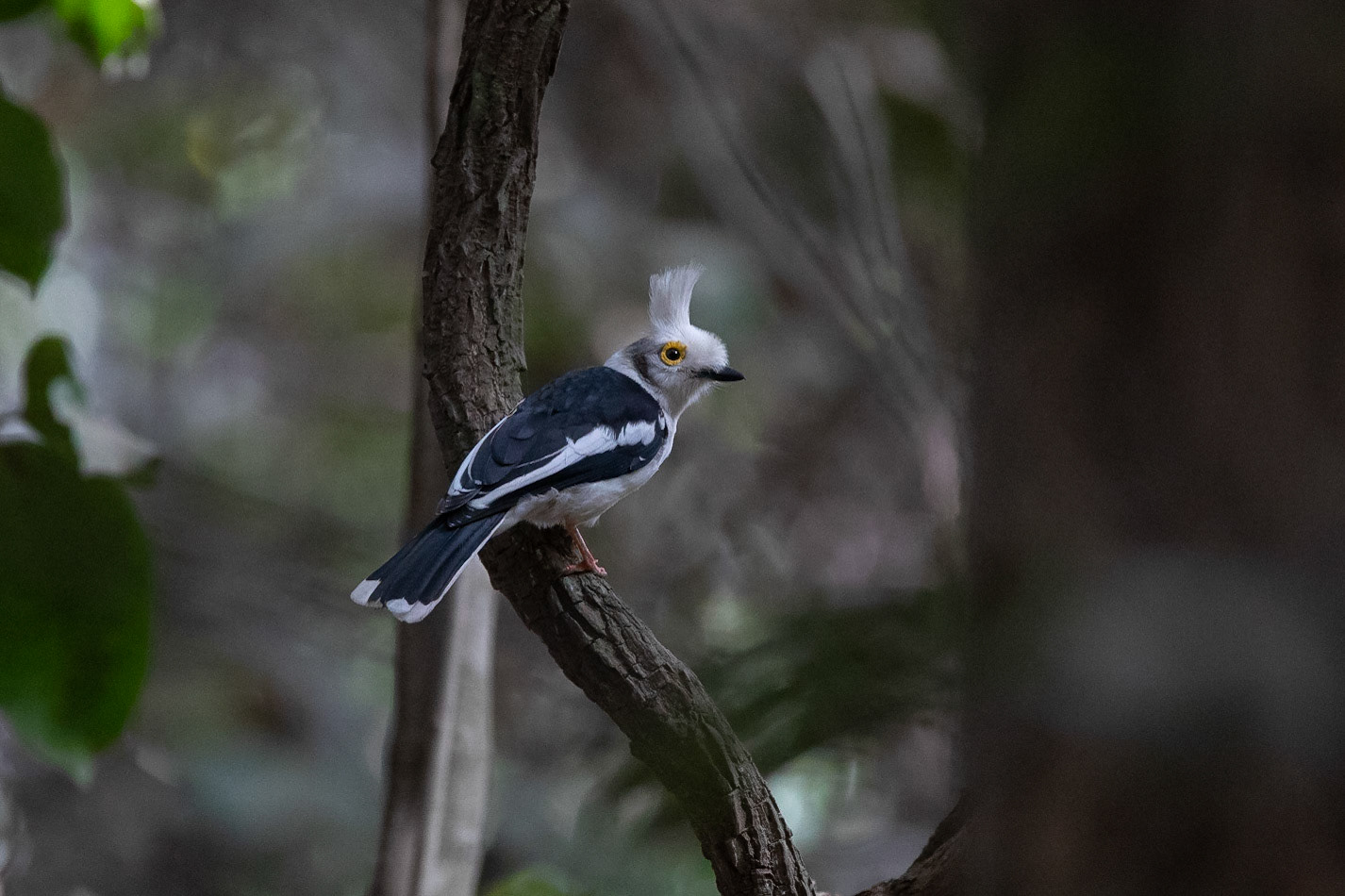 Vittofsad hjälmtörnskata / White-crested Helmetshrike, Bonto forest, Gambia 2019