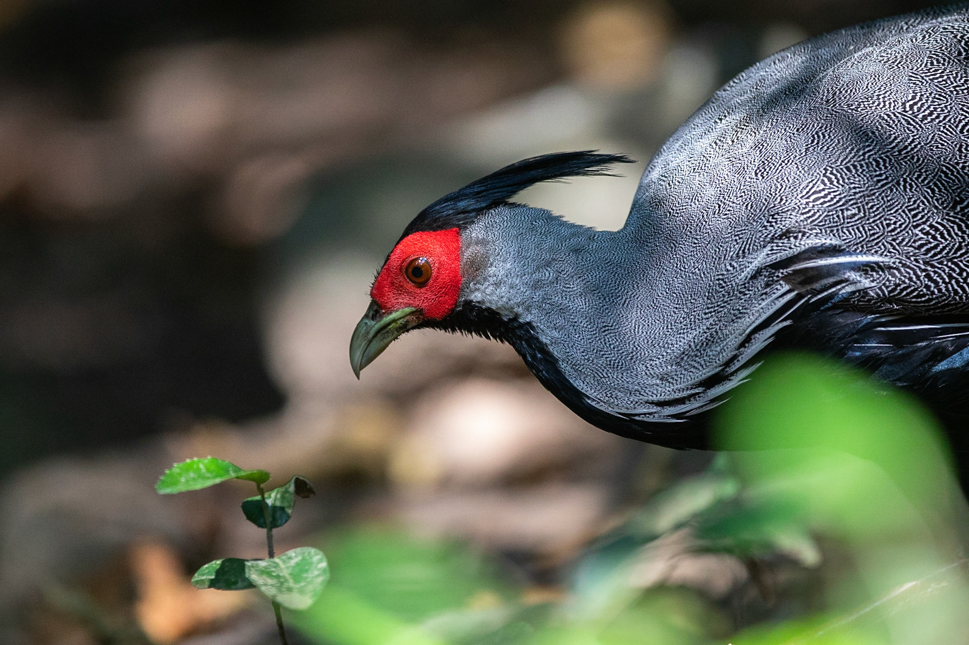 Kalijfasan / Kalij Pheasant, Kaeng Krachan, Thailand 2018