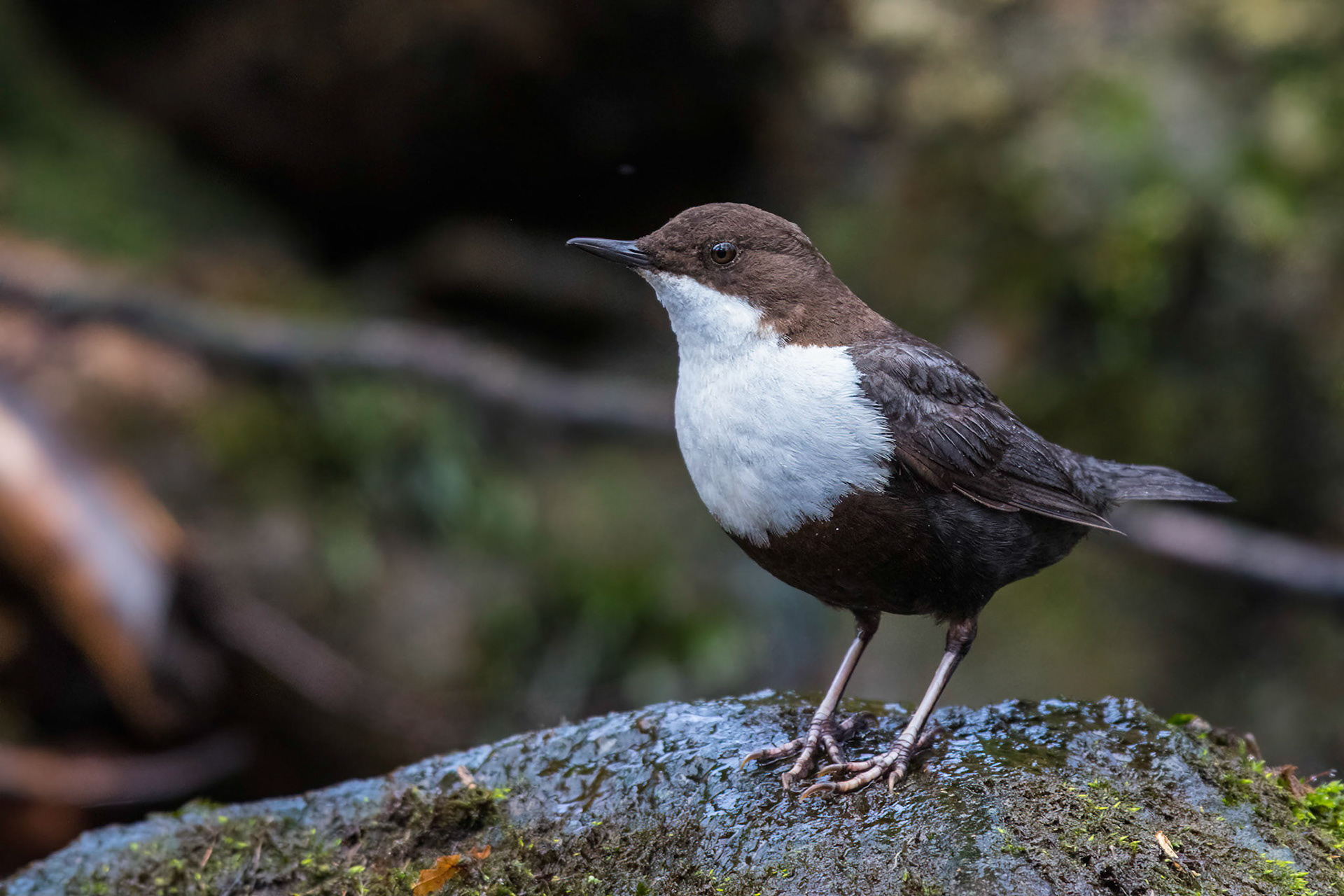 Strömstare / White-throated Dipper, Häckeberga 2015