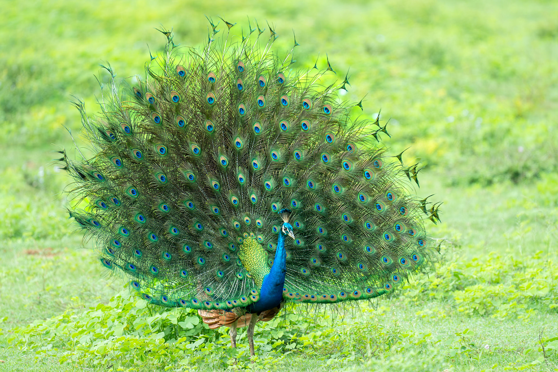 Indian Peafowl / Påfågel, Lunugamwehere National Park, Sri Lanka 2025