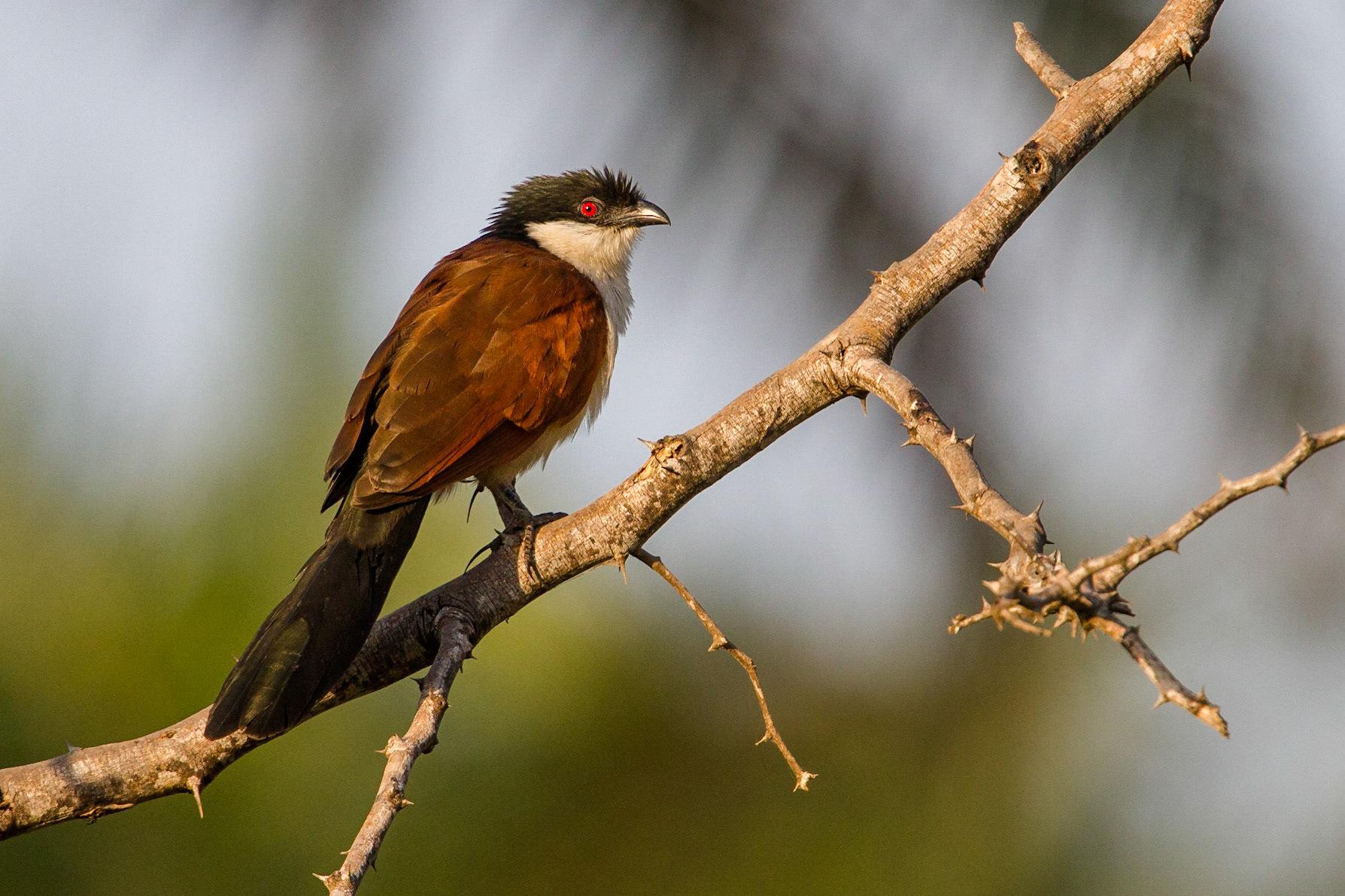 Senegalsporrgök / Senegal Coucal, Gambia 2013