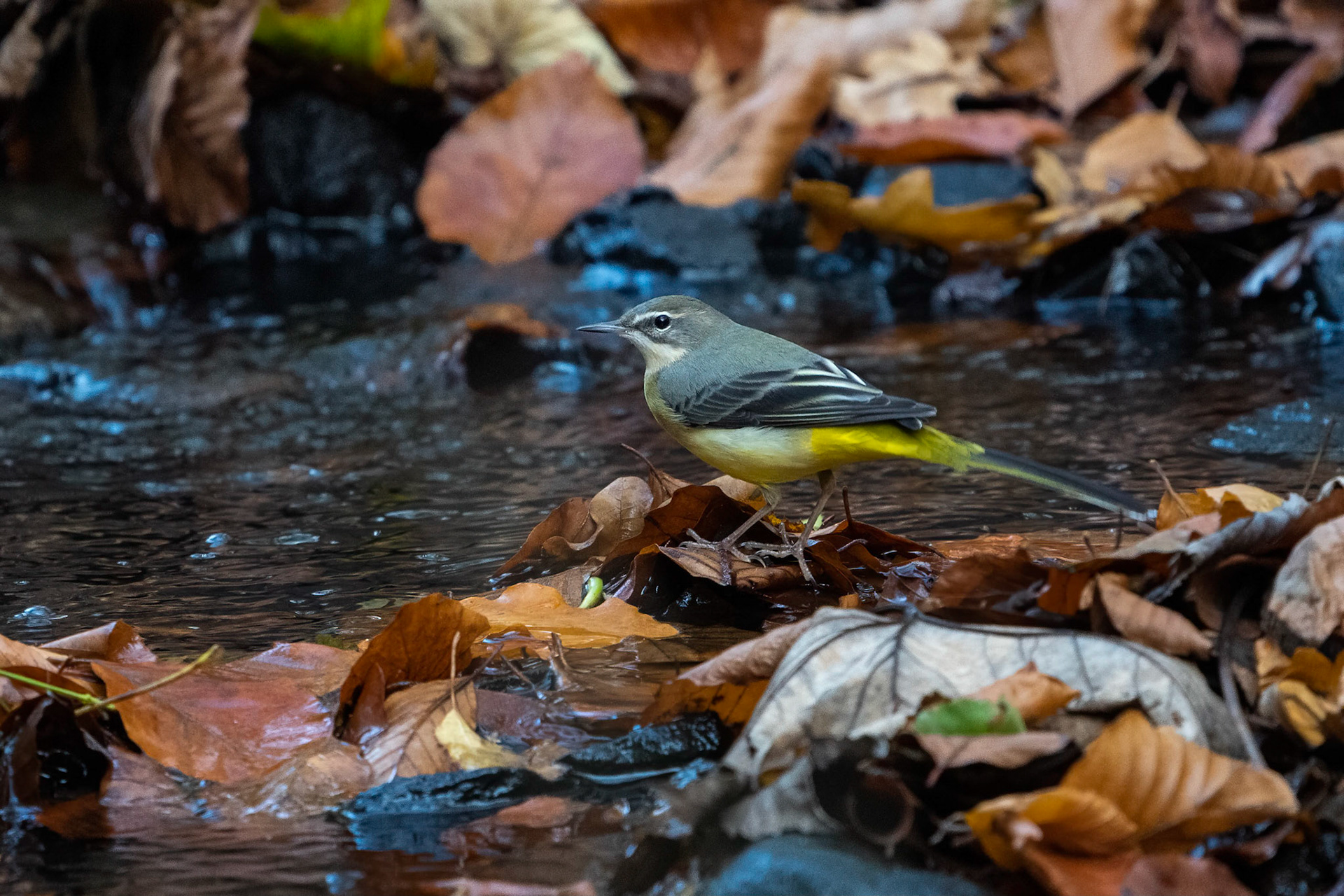 Forsärla / Grey Wagtail, Jordbodalen 2022