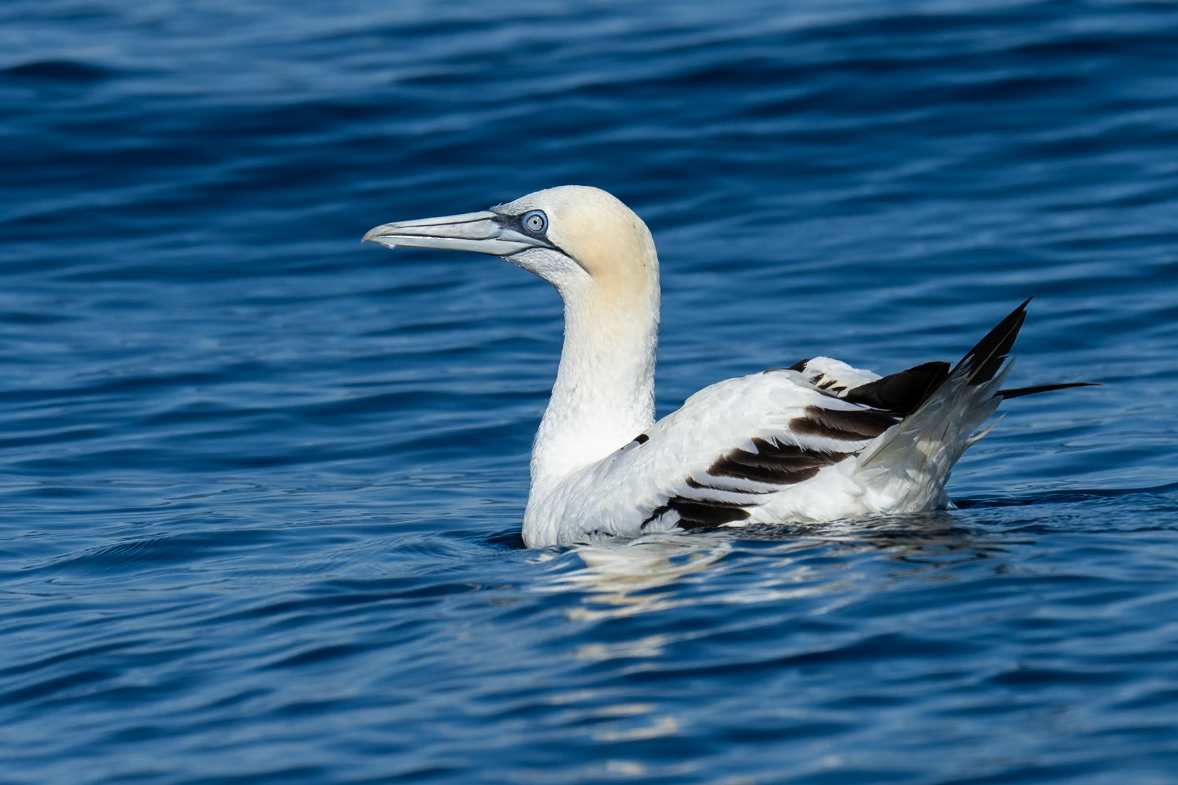 Havssula / Northern Gannet, Fuseta Portugal 2023
