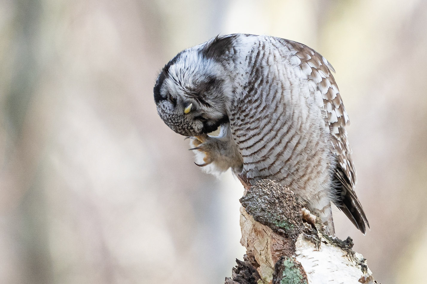 Hökuggla / Northern Hawk Owl, Falsterbo 2023