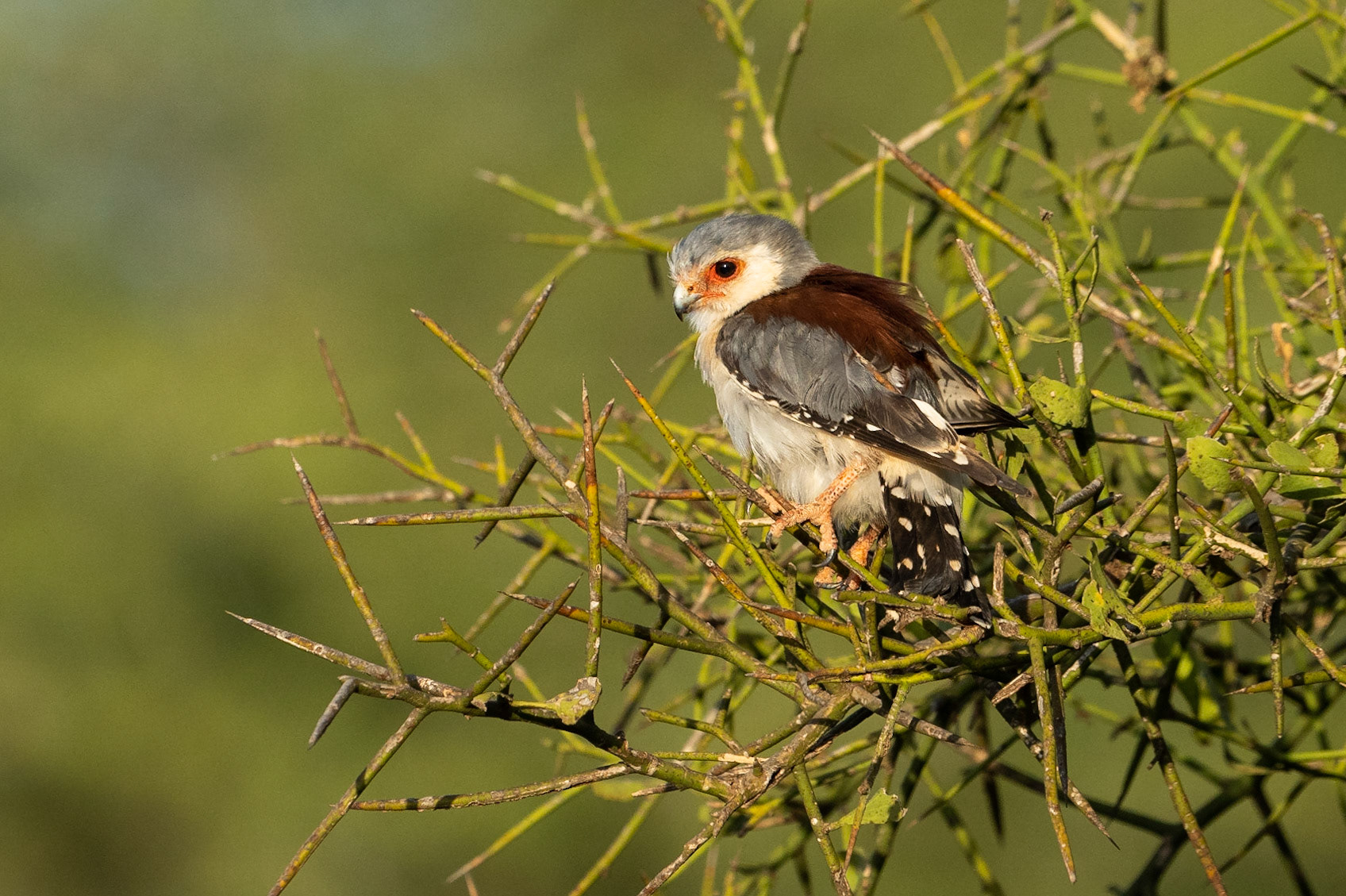 Afrikansk pygméfalk / Pygmy Falcon, Amboseli Kenya 2022
