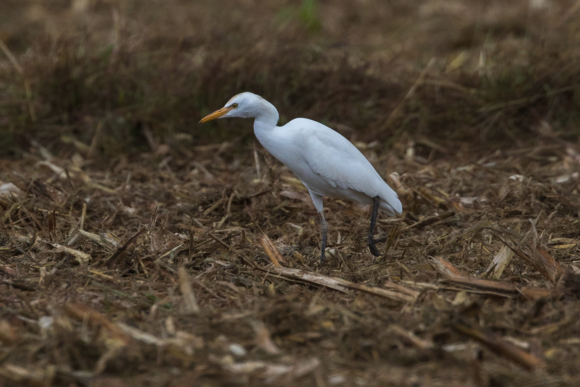 Kohäger / Western Cattle Egret, Vila-san Spanien 2017