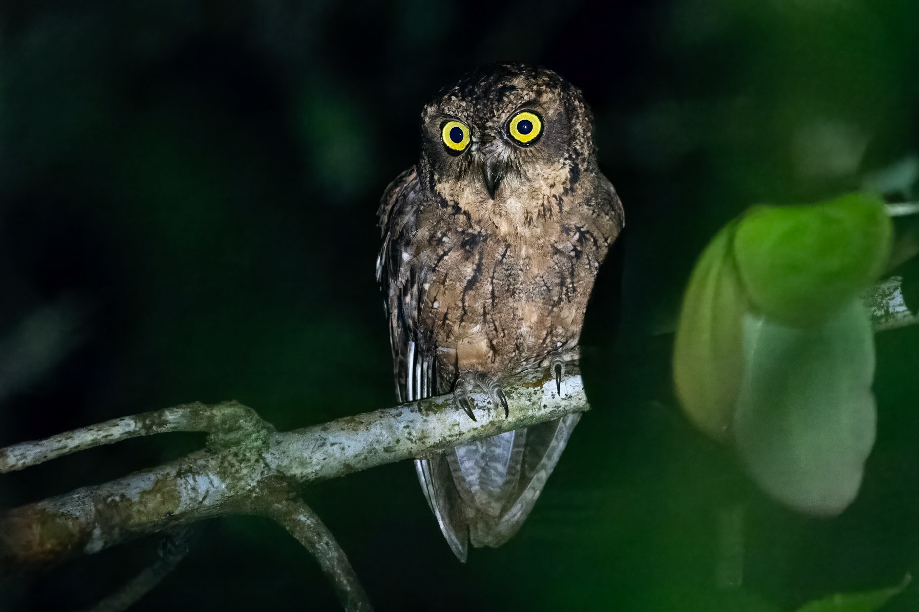 Seychelldvärguv / Seychelles Scops Owl, Sans Souci, Mahé Seychelles 2023