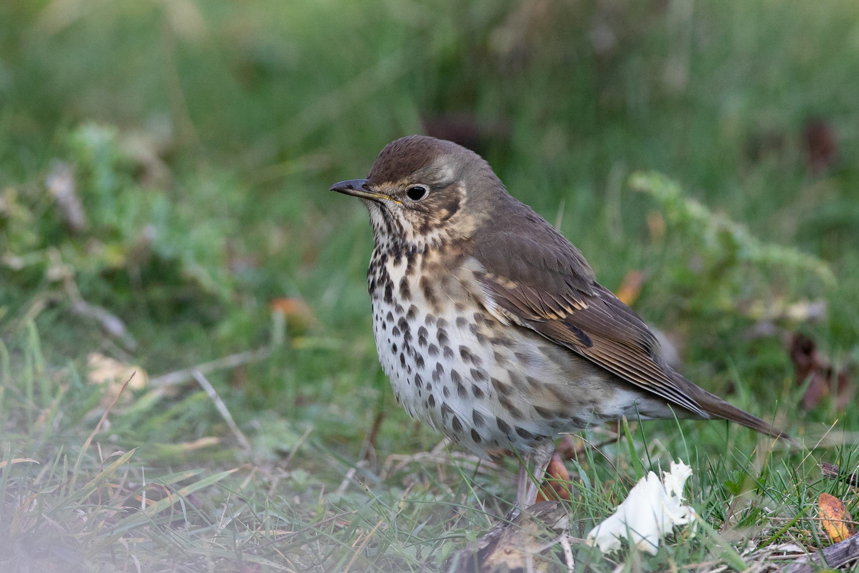 Taltrast / Song Thrush, Ottenby 2020