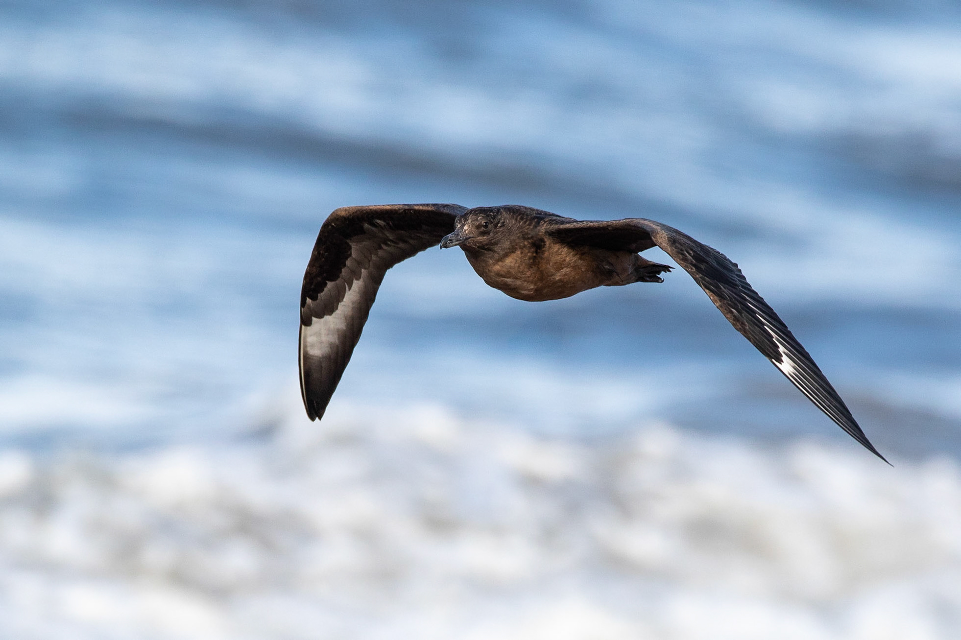 Bredstjärtad labb / Pomarine Jaeger, Skummeslövstrand 2018