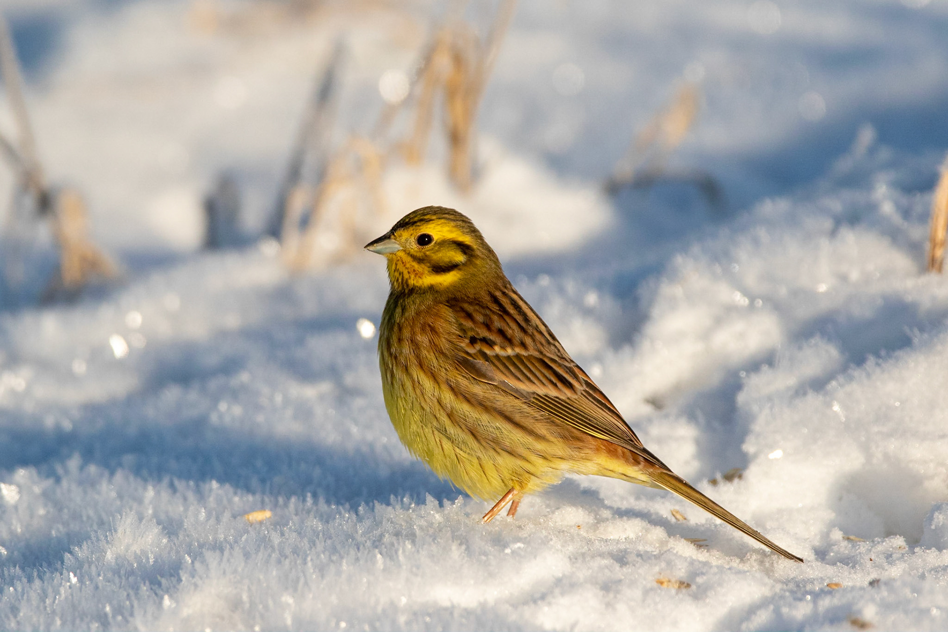 Gulsparv / Yellowhammer, Lervik 2021