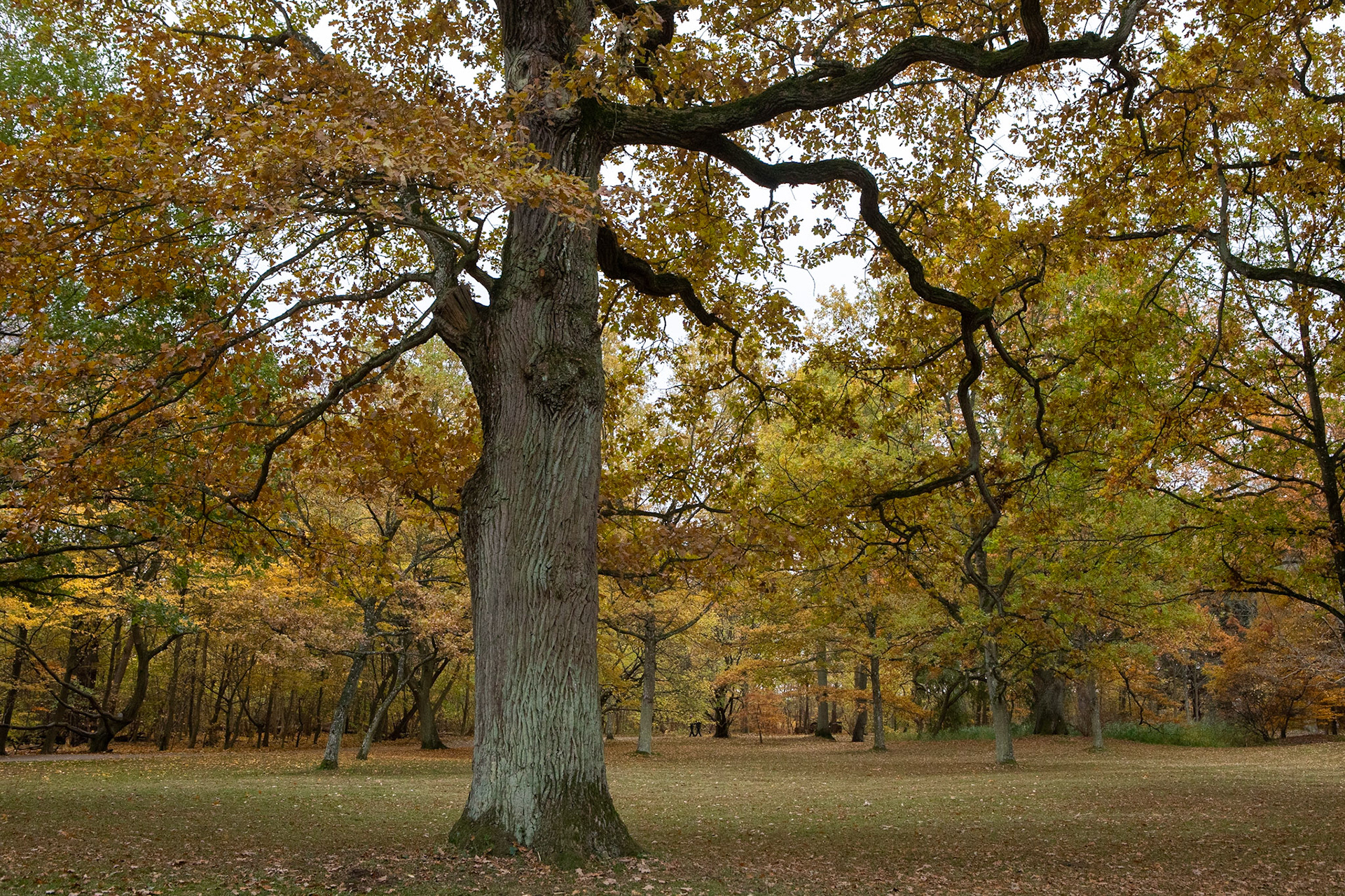Höstfärger / Autumn colours, Alnarp 2018