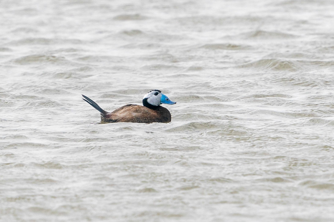 Kopparand / White-headed Duck, El Hondo, Spanien 2022