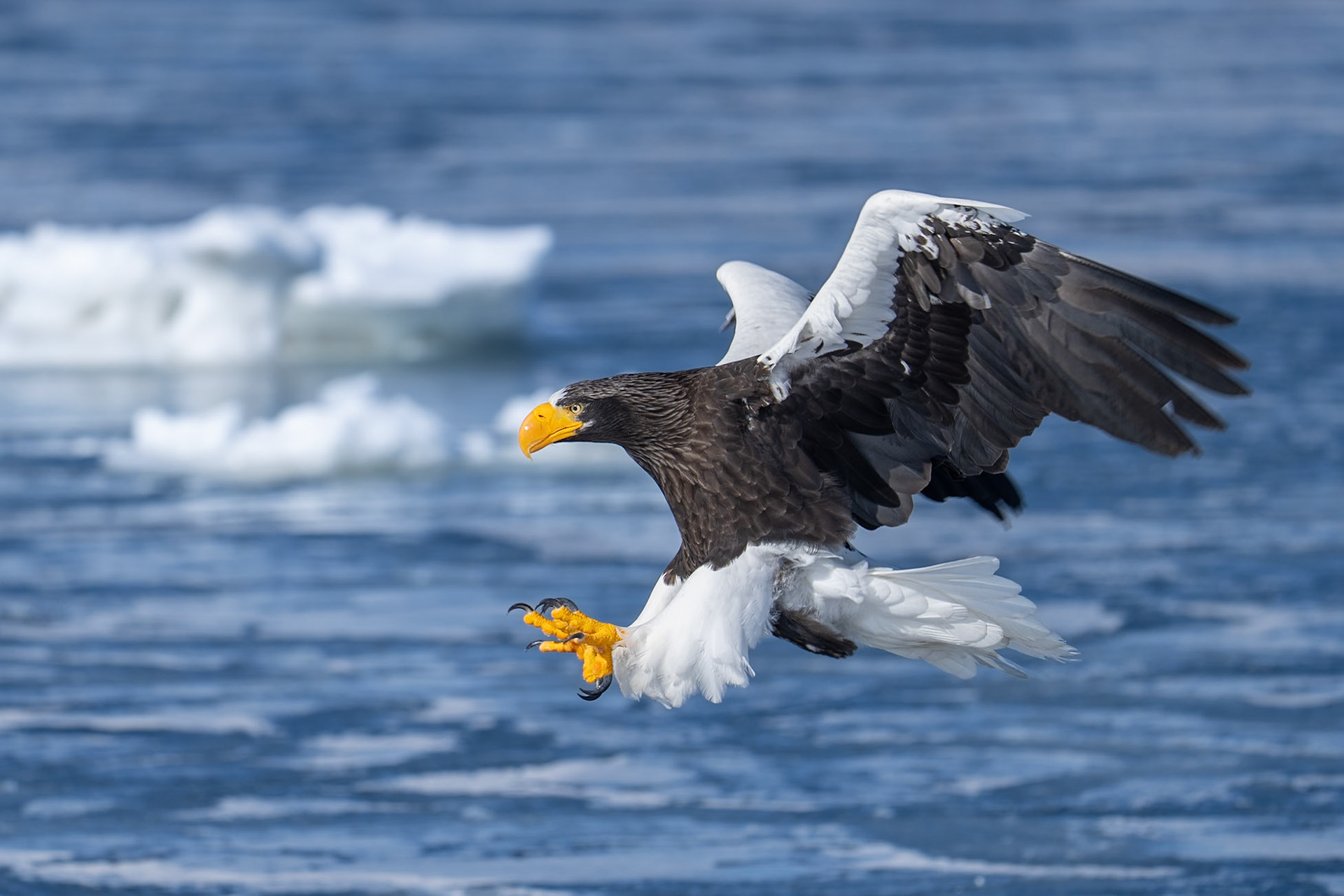 Jättehavsörn / Steller's Sea Eagle, Rausu, Japan 2025