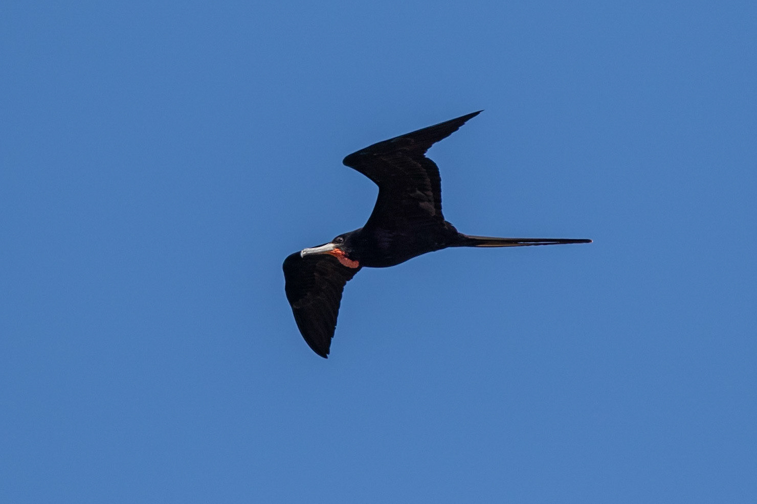 Praktfregattfågel / Magnificent Frigatebird, Grassy Key, Florida USA 2019