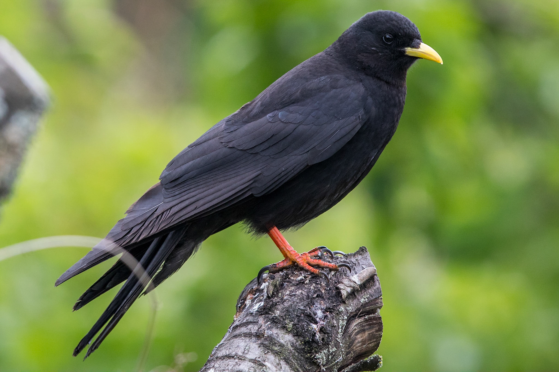 Alpkaja / Alpine Chough, Halmstad 2015