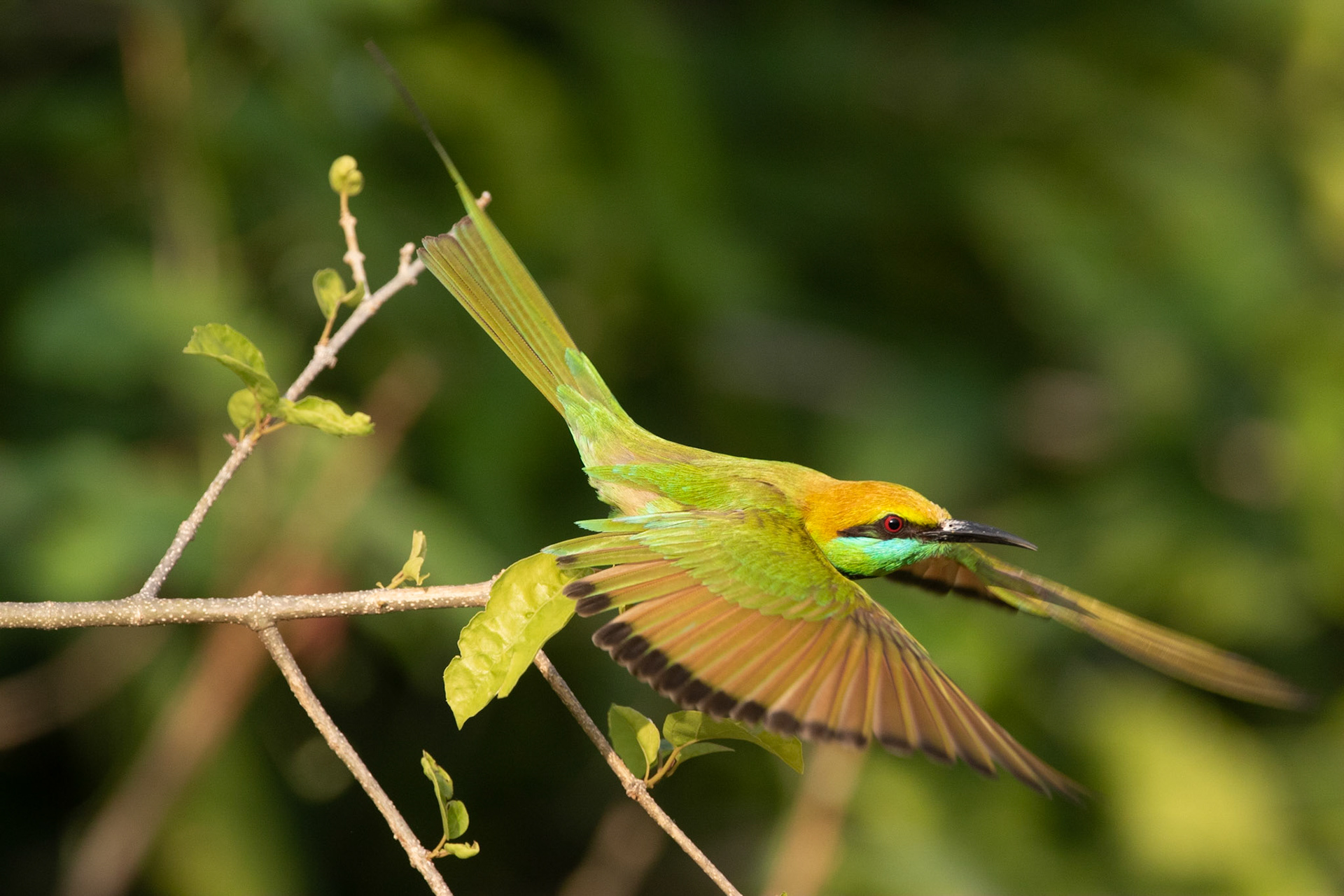 Grön biätare / Green Bee-eater, Cha-am, Thailand 2018